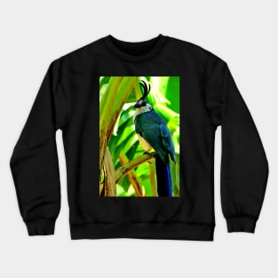 Nicaragua - Oiseau de l' ilsa de Ometepe Crewneck Sweatshirt